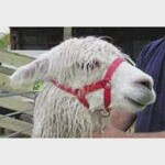 SHOOF WEBBING ALPACA HALTER LGE BLUE