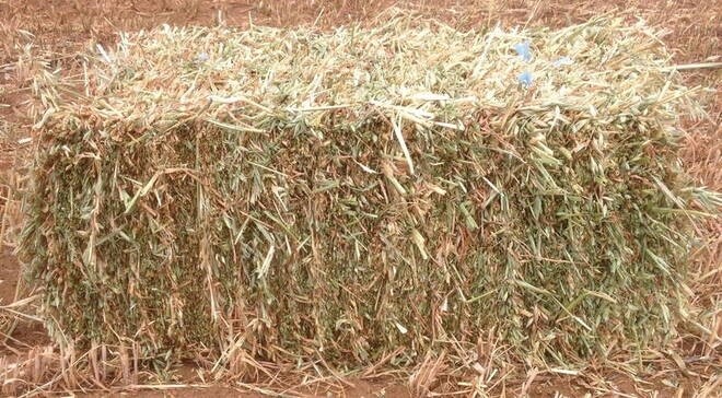OATEN HAY BALE