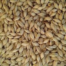 FEED WHEAT 20KG