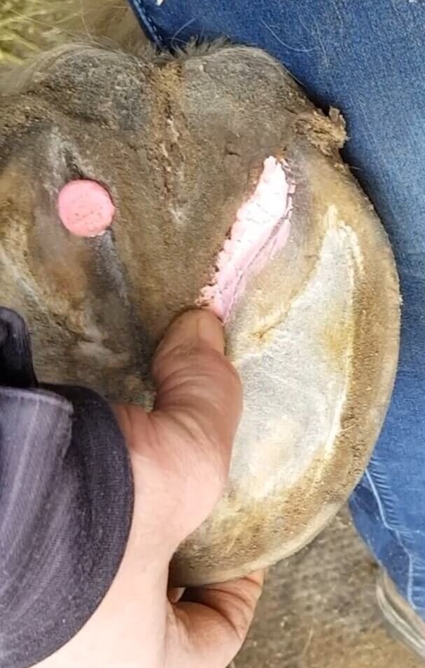 BEESWAX PINK BALLS - 40