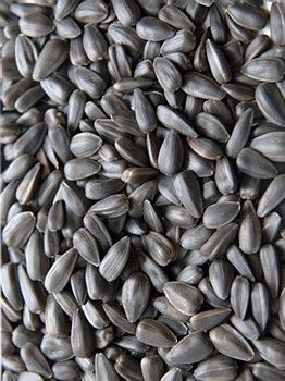 AVIGRAIN WILD ACRES BLACK SUNFLOWER 15KG
