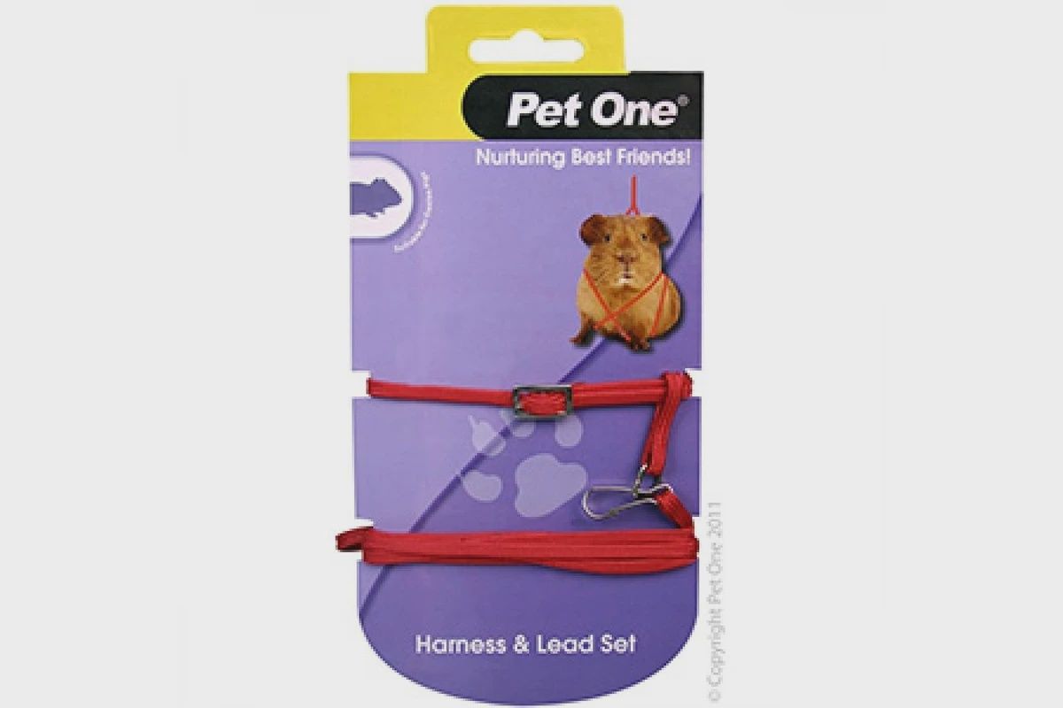 Leash &amp; Harness Guinea Pig Red