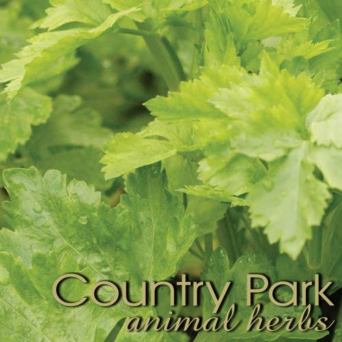 CELERY SEED POWDER 1KG