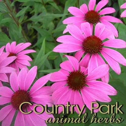 ECHINACEA 1KG