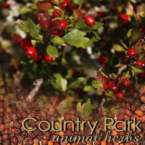 HAWTHORN BERRY GRANULES 1KG