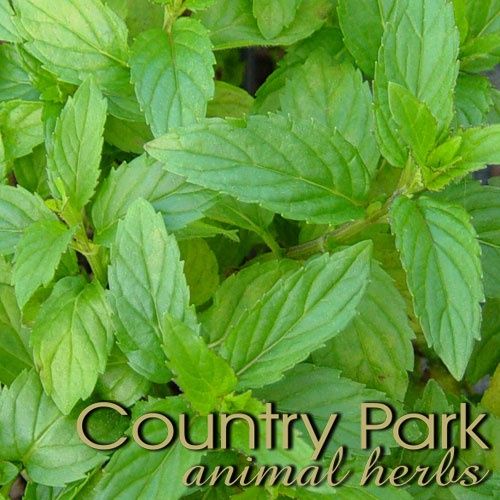 PEPPERMINT LEAF 1KG
