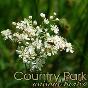MEADOWSWEET 1KG