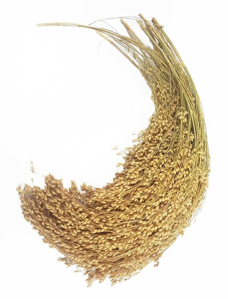 FRENCH WHITE MILLET SPRAY 1KG