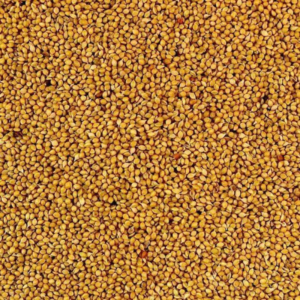 PANORAMA MILLET (RED PANICUM) SEED 20KG