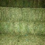 HUNTER VALLEY LUCERNE NEW SEASON