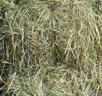 RHODES GRASS HAY