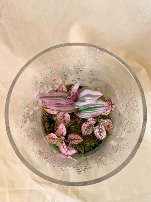 Pink Lady