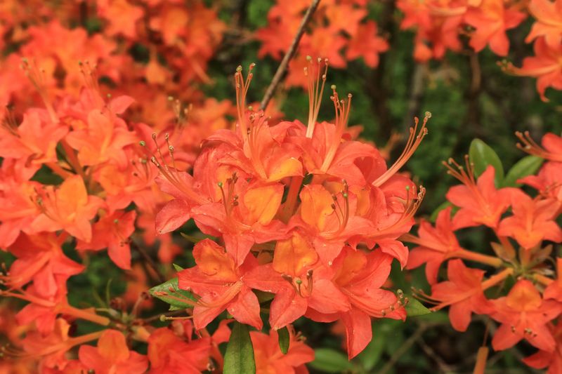 Rhododendron calendulaceum