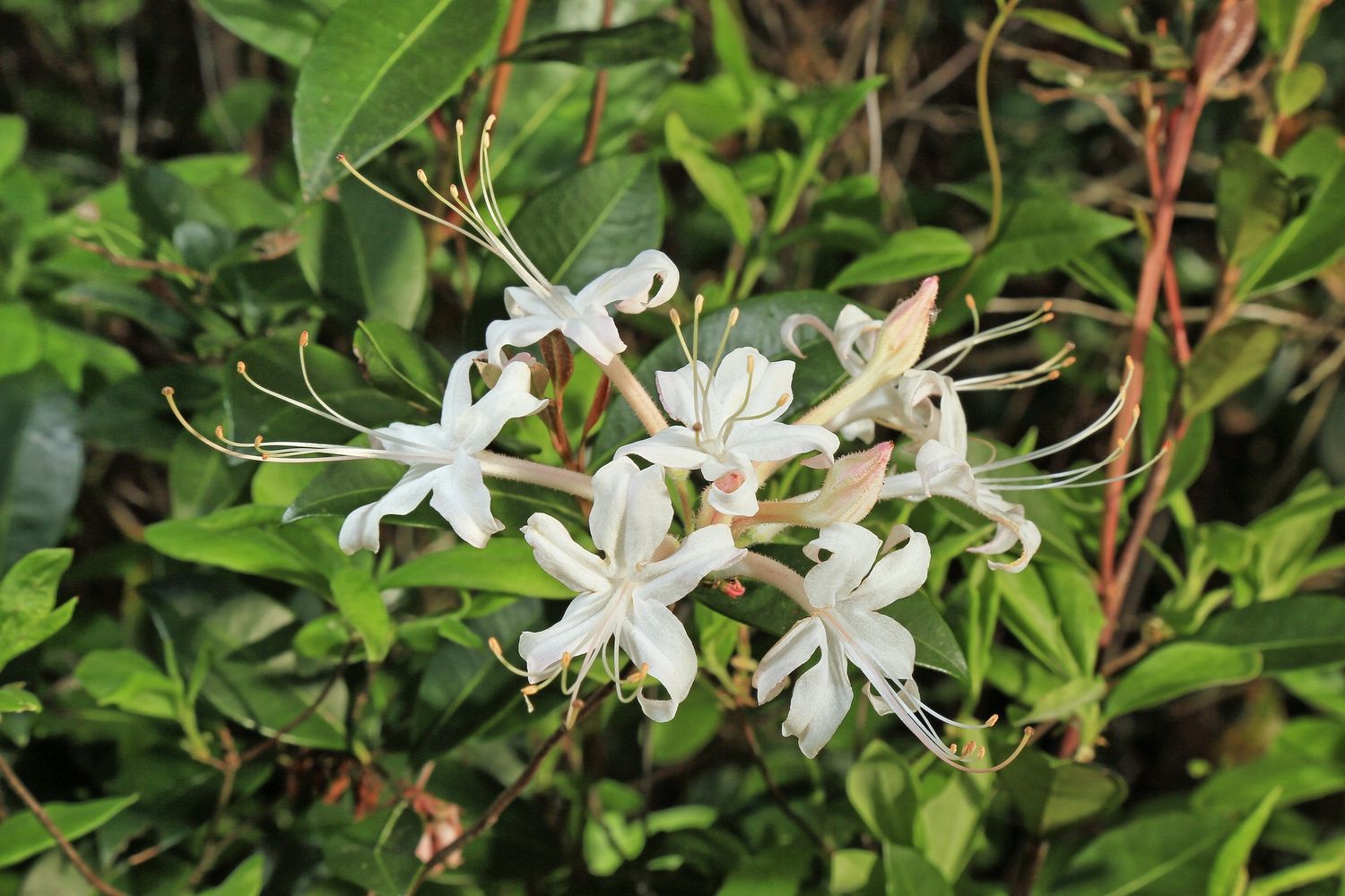 Rhododendron atlanticum