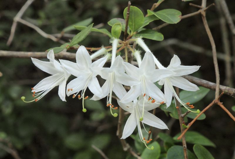 Rhododendron viscosum var. serrulatum