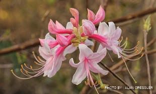 Rhododendron canescens, Size: 1 Gallon