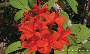 Rhododendron prunifolium, Size: 1 Gallon