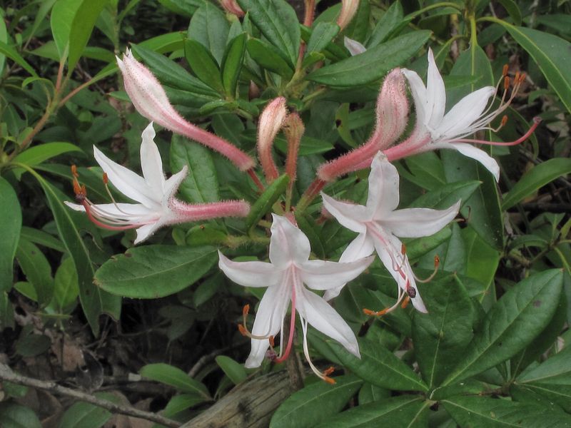 Rhododendron viscosum