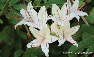 Rhododendron arborescens, Size: 1 Gallon
