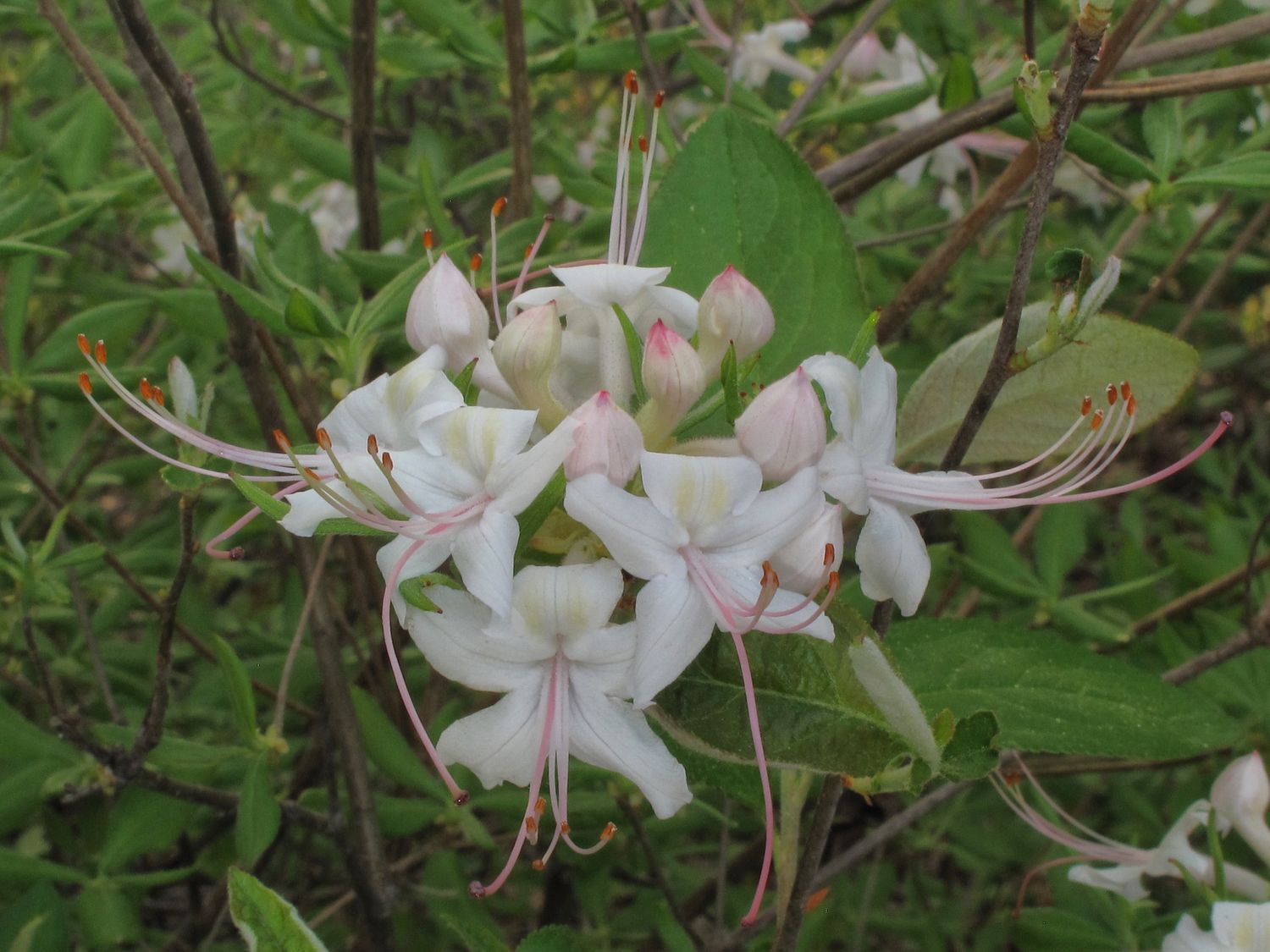 Rhododendron alabamense