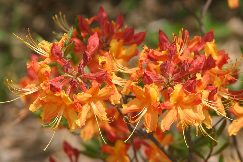 Rhododendron austrinum