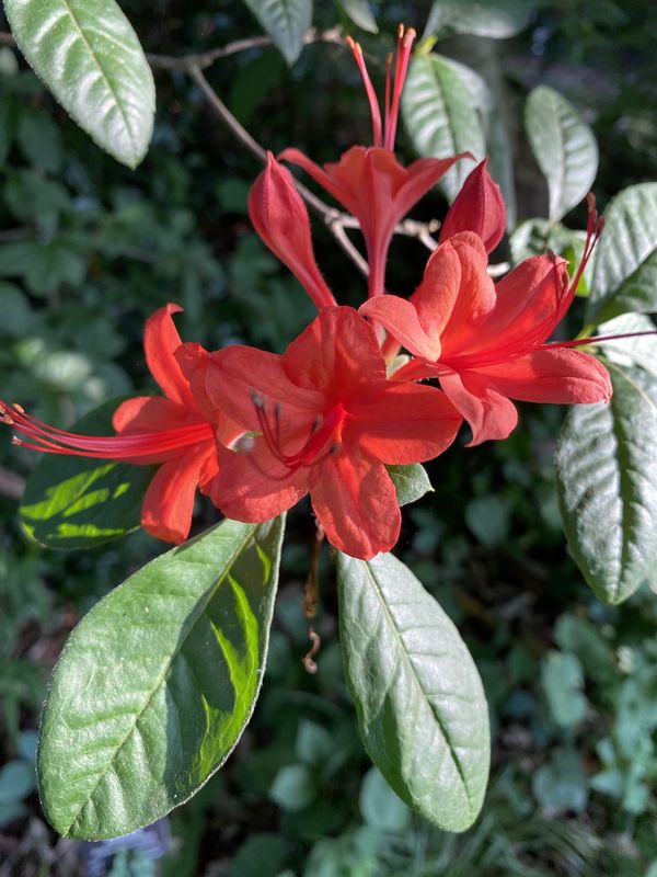 Rhododendron prunifolium
