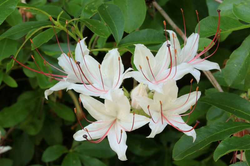 Rhododendron arborescens