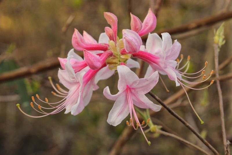 Rhododendron canescens