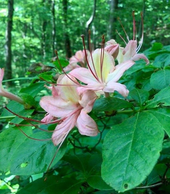 Rhododendron colemanii