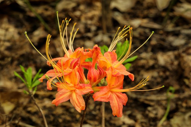 Rhododendron flammeum