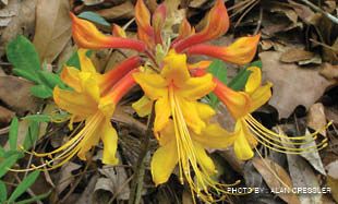 Native Azaleas