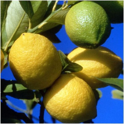 AN- Citrons bio 3 kg - 12/11