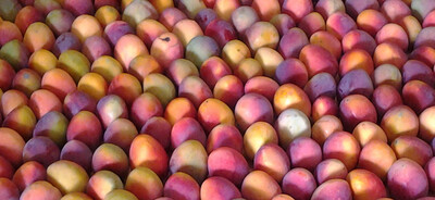 AN- Mangues bio 2 kg - 12/11