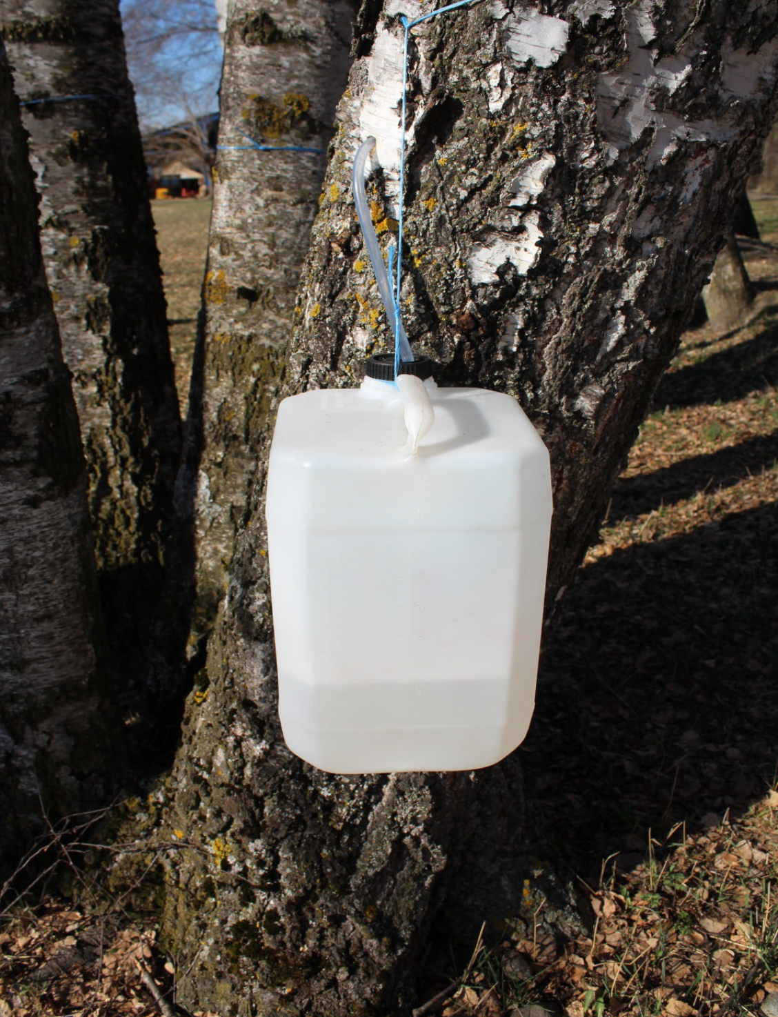 EP- Sève de bouleau fraîche bio - 18/03