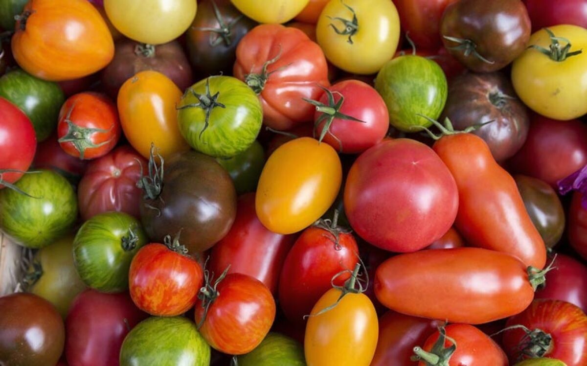 A- Tomates ou tomates cerises bio - 18/10
