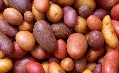 A- Pommes de terre bio 10 kg - 11/01