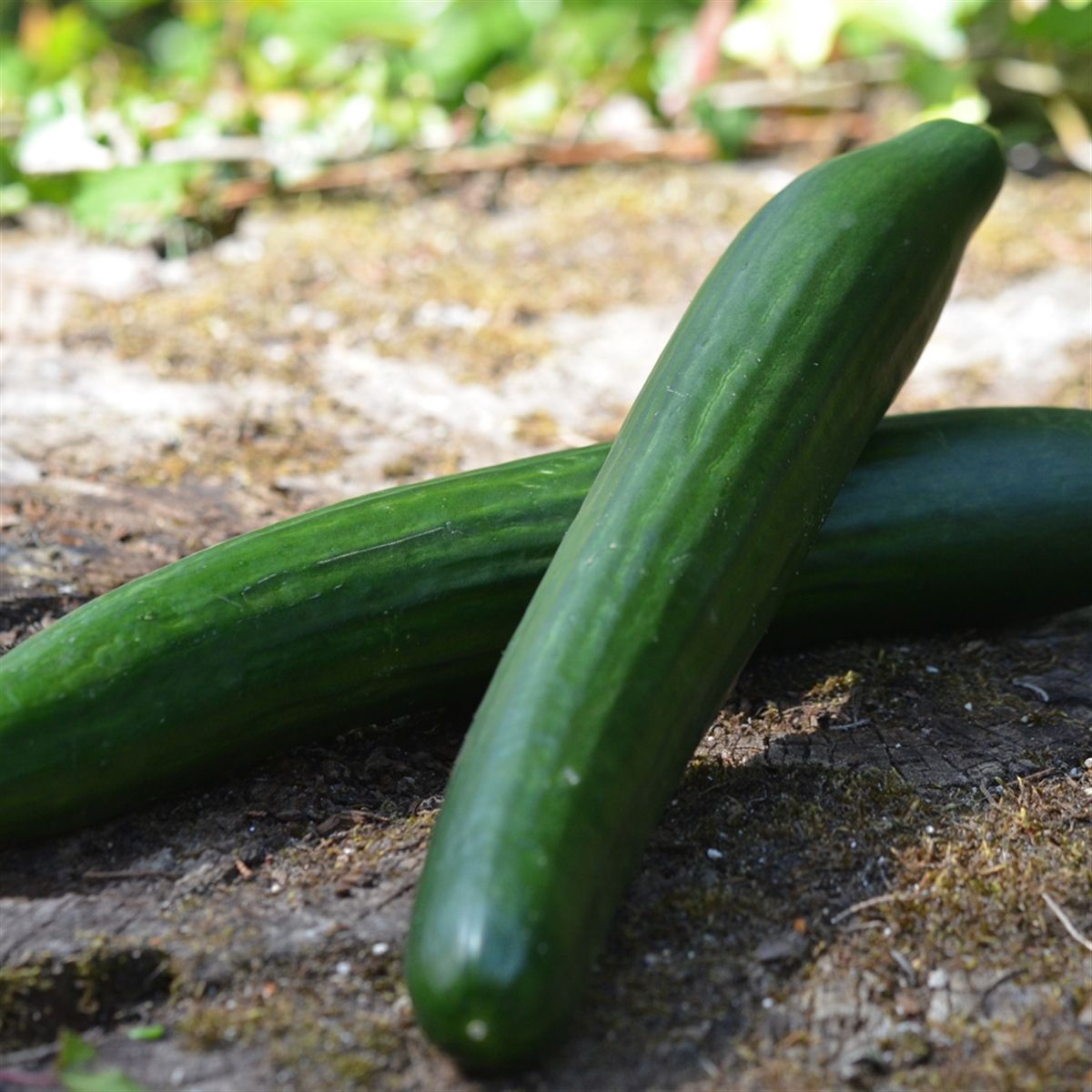 A- Légume bio à la pièce (CLAVELERE) - 23/07