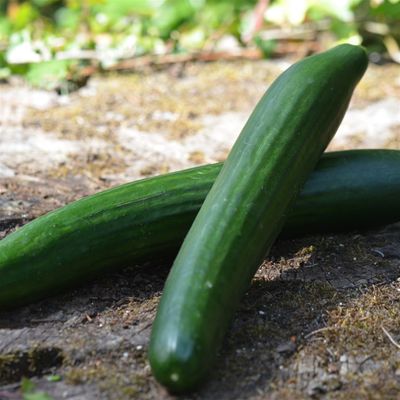A- Légume bio à la pièce (CLAVELERE) - 23/07