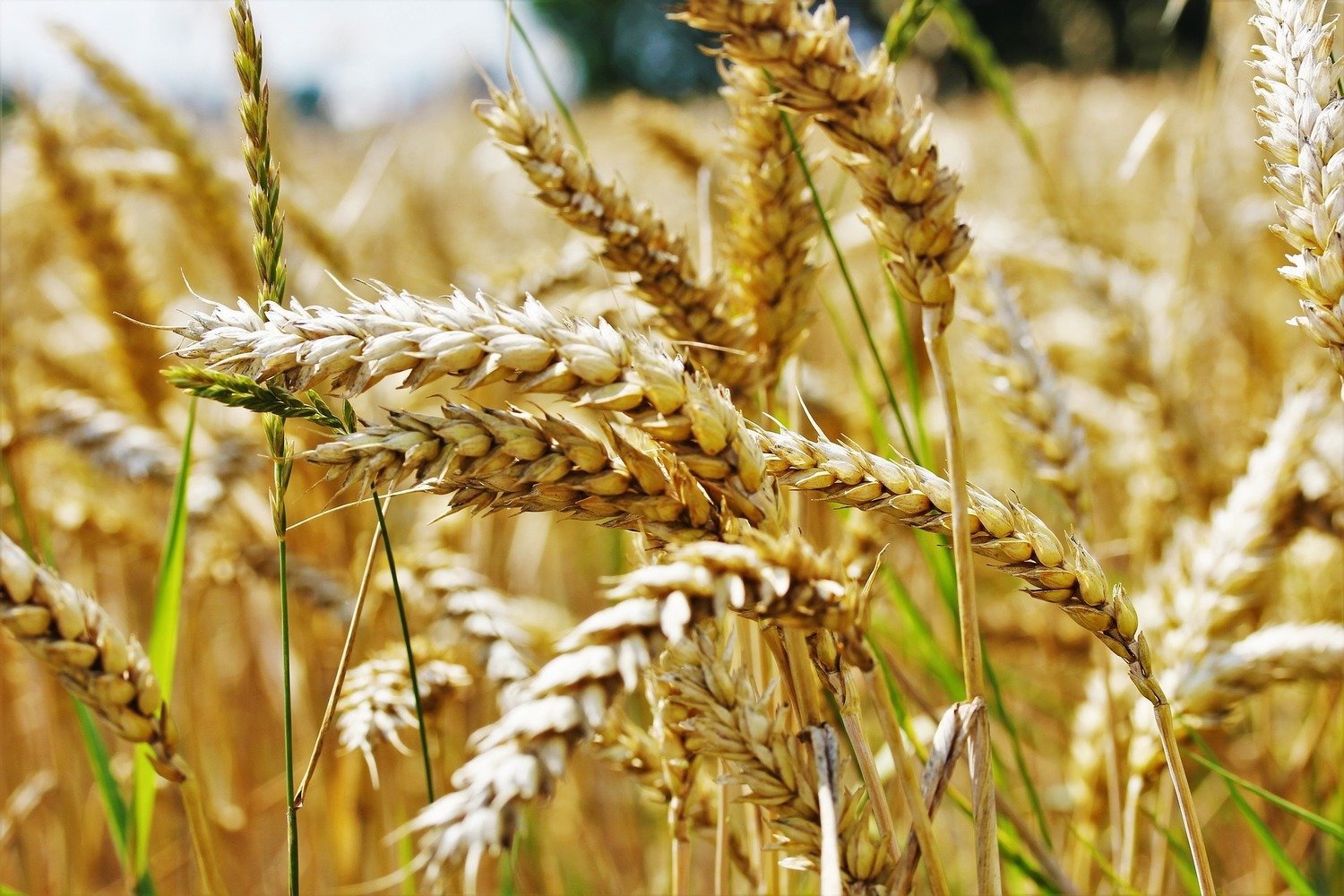E- Farine de petit épeautre bio 1 kg - 01/10