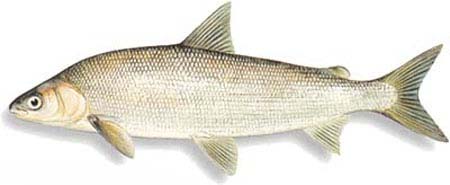 P- Filets de féra sans arête - 13/05