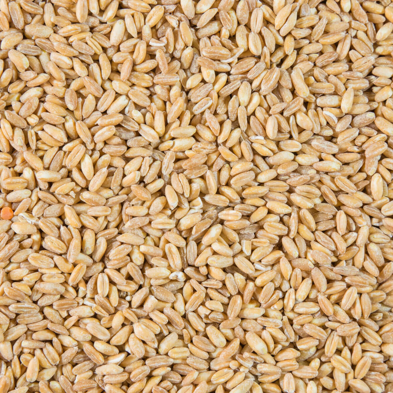 E- Petit épeautre bio en grains 1kg - 22/07