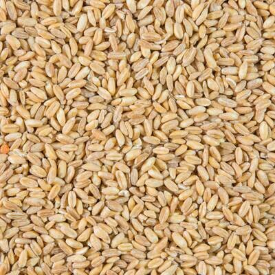 E- Petit épeautre bio en grains 1kg - 22/07