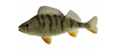 P- Filets de perche 500 g - 13/05