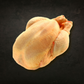 V- Canette de Bourgogne - 15/04