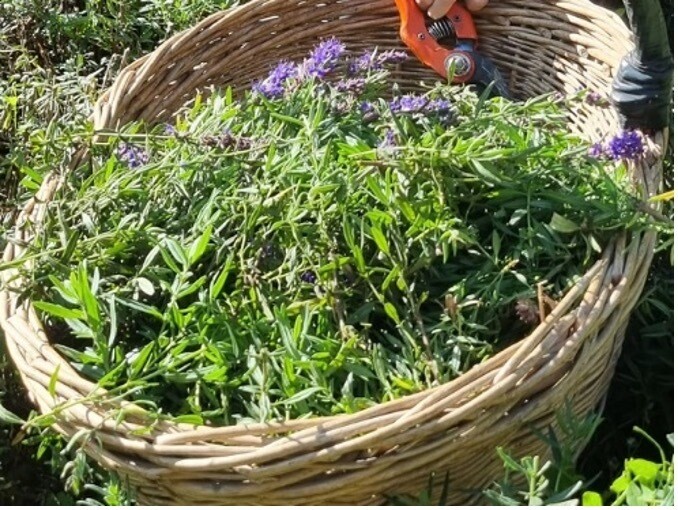 EP- Tisanes simples bio - 13/05