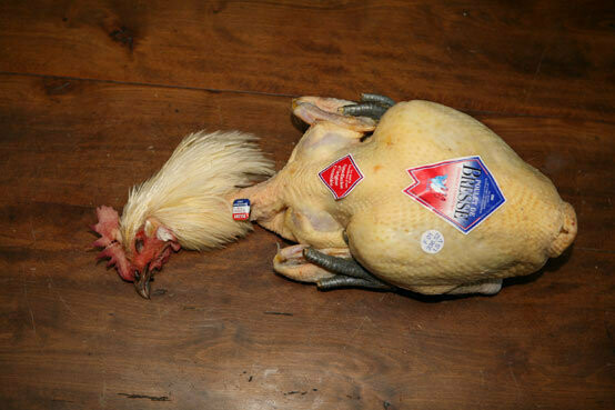 V- Poulet de Bresse AOP - 24/06