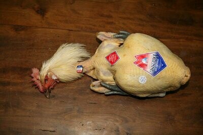 V- Poulet de Bresse AOP - 24/06