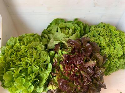 A- Salade bio à la pièce (CLAVELERE) - 10/06