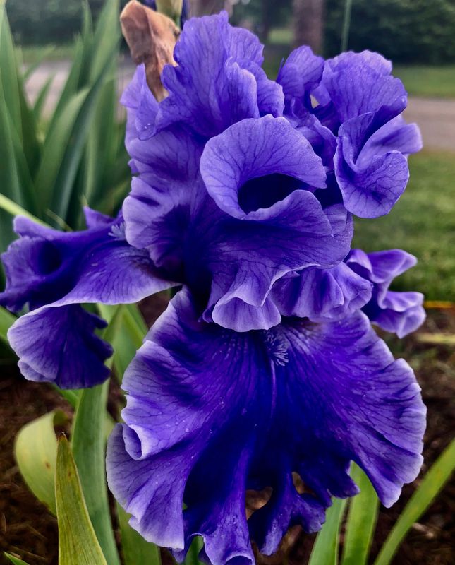 Iris
