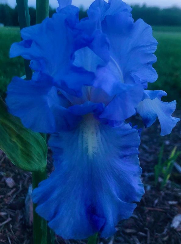 Iris